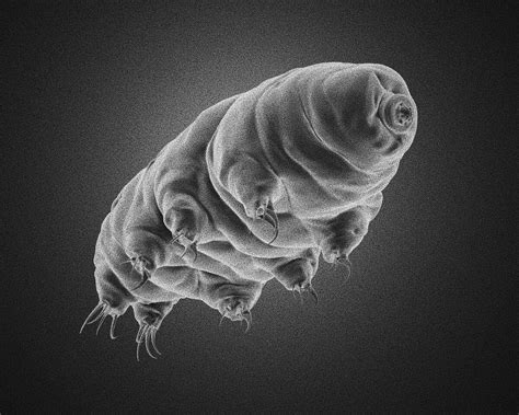 Tardigrade