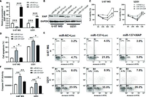 XIAP Treatment Abrogated MiR 137 Increased Sensitivity To TRAIL Induced