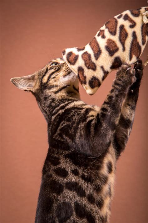 Bengalkatzen - Futter - Malu Bengal Katzenzucht