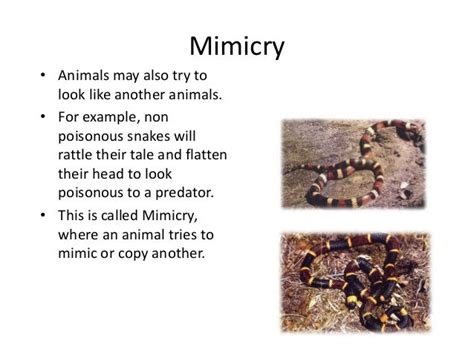 Camouflage And Mimicry