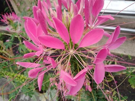 Splinter Splinter Guava Spider Flower Stock Photo Image Of