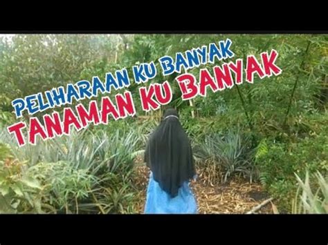 Cara Memanfaatkan Lahan Kosong Untuk Berkebun Menguntungkan Youtube