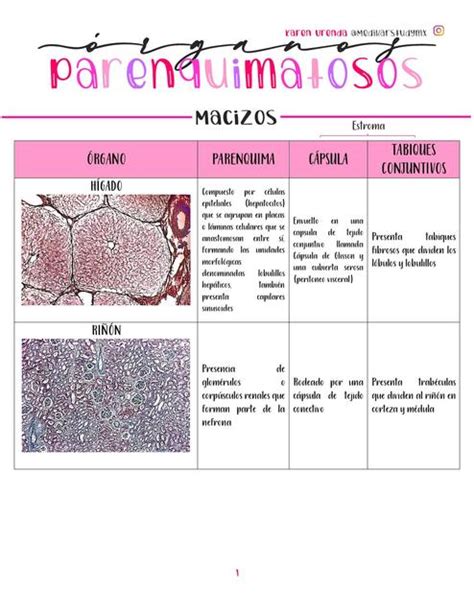 ORGANOS PARENQUIMATOSOS Karen Urenda Medikarstudymx UDocz