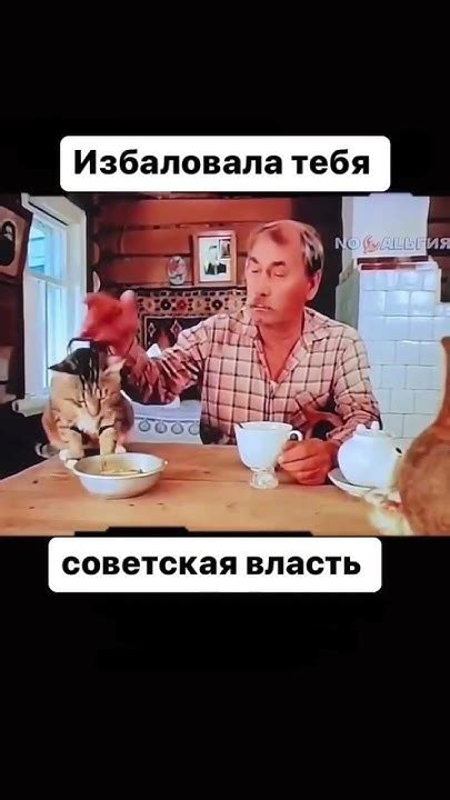 Избалованный кот🐈 - YouTube
