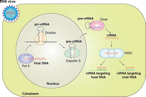 Frontiers The Interplay Between Viral Derived Mirnas And Host Immunity During Infection