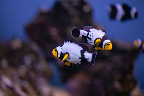 Clownfish Breeding Raising Clownfish Fry Fantasea Aquariums