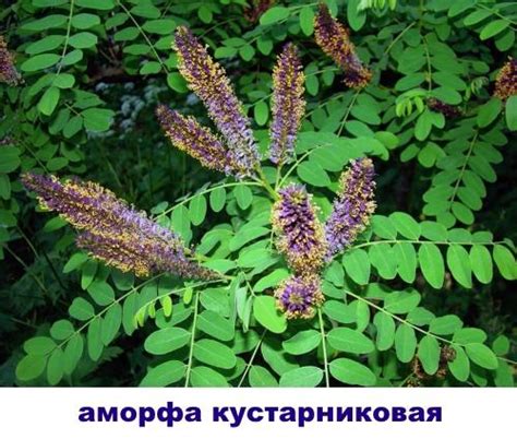 Кустарники, похожие на акацию, лжеакация, краткое описание, видео