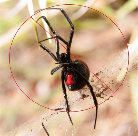 Spider Pest Control Spider Extermination In India