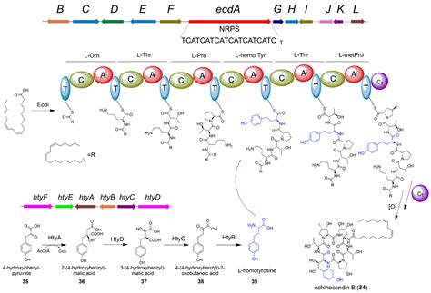 Jof Free Full Text Biosynthesis Of Fungal Natural Products