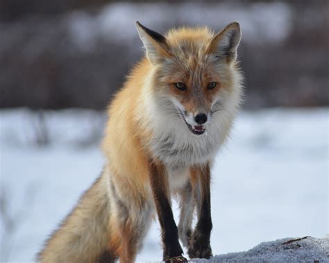 red fox  stock photo public domain pictures