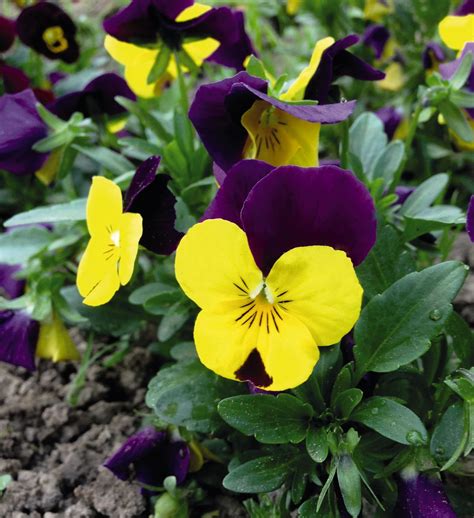 Viola Cornuta Admire Yellow Purple Wing Muller Seeds