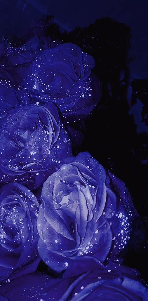 Violet Blue Rose Aesthetic Wallpaper