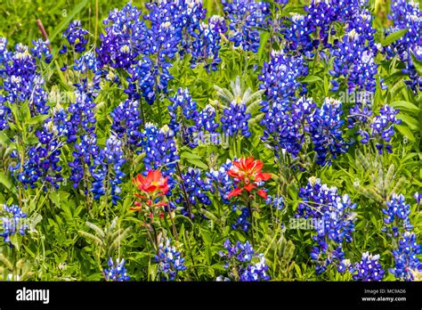 Texas Bluebonnets And Indian Paintbrush Along Texas State Highway 105