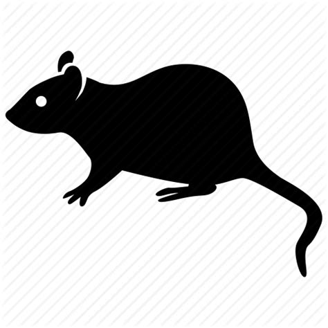 Vertebrate Rat Muridae Rodent Pest Gerbil Muroidea Mouse Terrestrial