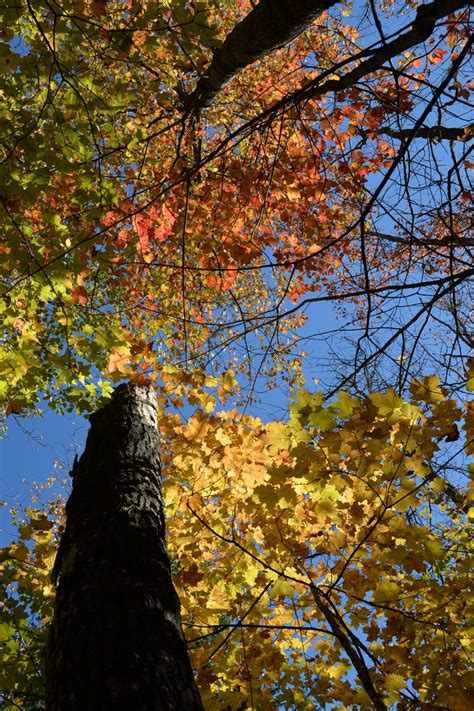 Fall colors on the North Country Trail southeast of Bob Lake # ...