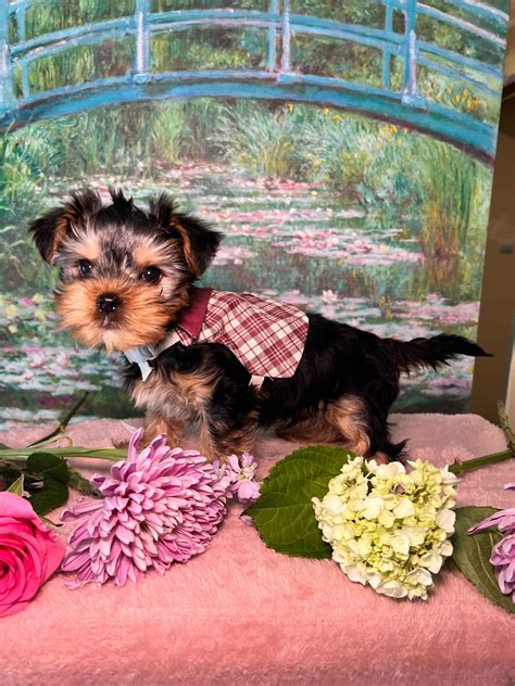 Bella S Beautiful Yorkies Yorkshire Terrier Puppies For Sale In