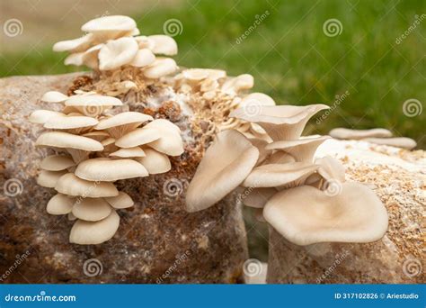 Pleurotus Pulmonarius Mushrooms Cultivated At Home Representing A