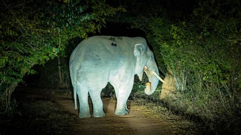 Ekamra Walks Introduces New Trail Night Jungle Safari In Bharatpur