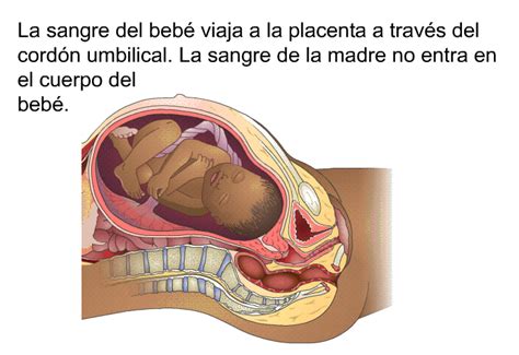 Patedu Pruebas Prenatales