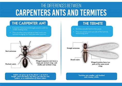 Detecting Termites With Wings Signs Of Home Trouble Fullscope