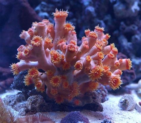 Dendrophyllia - Alchetron, The Free Social Encyclopedia