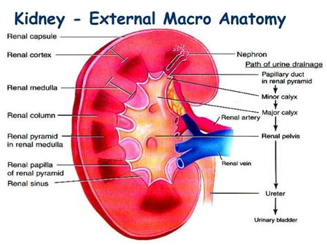 PPT - Kidney - External Macro Anatomy PowerPoint Presentation, free ...