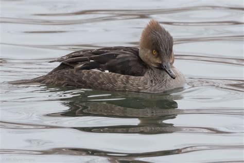 Immature Male Or Adult Female Hooded Merganser Help Me Identify A