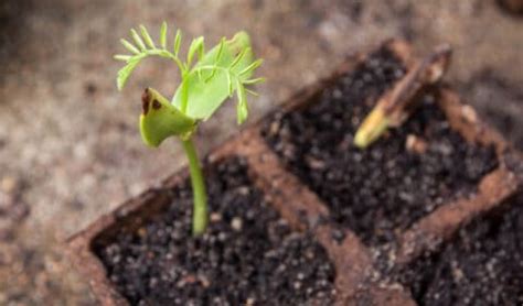 How To Care For A Royal Poinciana Tree Lawn Au