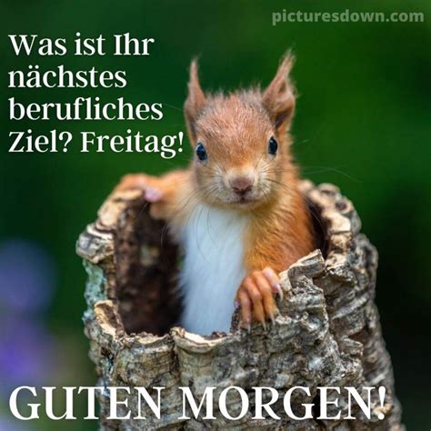 Endlich Freitag Lustig Bild Eichh Rnchen Picturesdown