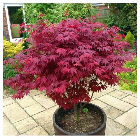 Buy Japanese Purple Le Tree Acer Palmatum Atropurpureum 15 20cm Tall