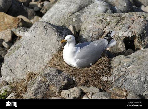 Seagull Nesting On The Lihou Islet Island Of Guernsey Bailiwick Of