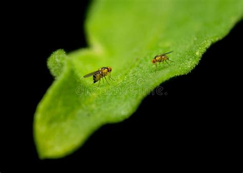 Two Liriomyza Flies Commonly Known As Leaf Miner Fly On The Plant Leaf