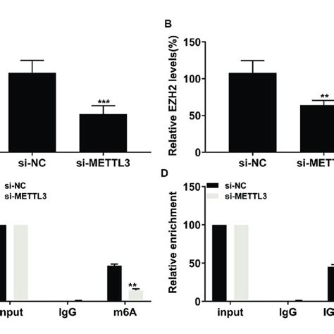 Ettl Induced M A Modification On Ezh Mrna A Transfection Efficacy