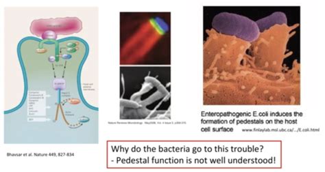 Lecture Microbial Pathogens Flashcards Quizlet