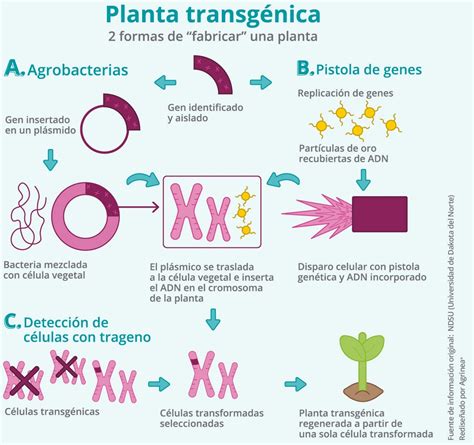 Gmo Ogm Parte De Qu Estamos Hablando Engormix