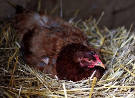 When Do Chickens Start Laying Eggs Guide Know Your Chickens