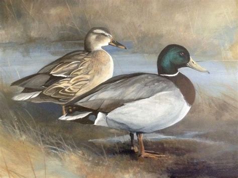 Mallard Duck Watercolor At Paintingvalley Explore Collection Of