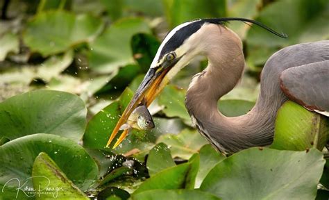 Blue Heron Photography Print Bird Photo Coastal Art Nautical Decor ...