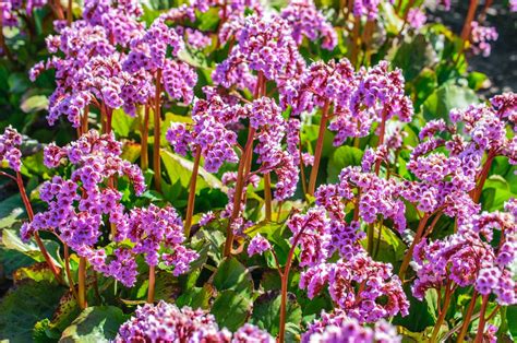 Hortensia De Invierno Cuidados Y Reproducci N Gu A Completa