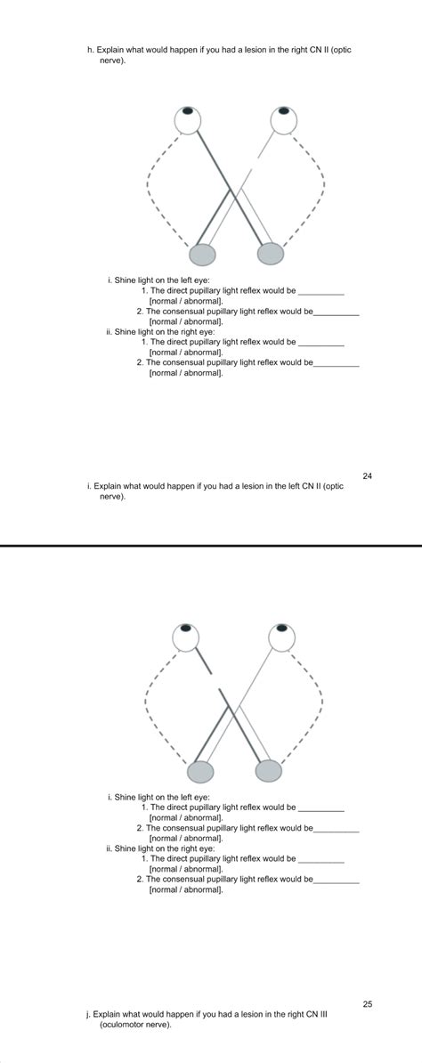 Solved h. ﻿Explain what would happen if you had a lesion in | Chegg.com