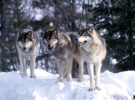 wolf country  pack body postures  social structure
