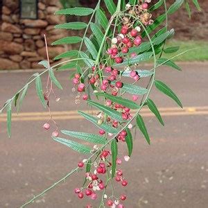 Schinus Molle California Pepper Tree Peppercorn Tree Seeds Etsy