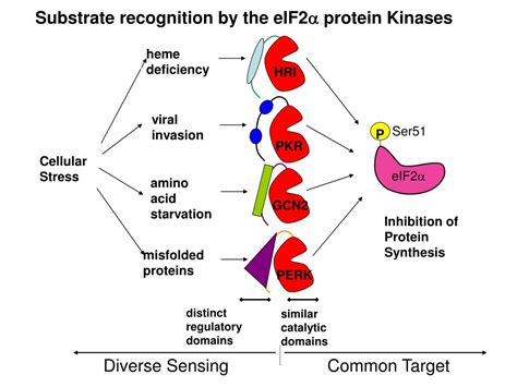 PPT - Protein Kinase Structure and Function Introduction PowerPoint Presentation - ID:3397956