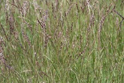 Curly Mesquite Hilaria Belangeri — Spadefoot Nursery Inc