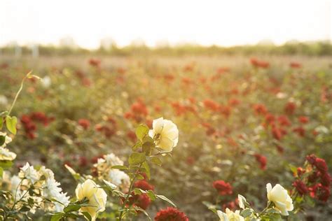 Fleurs Prairie Sur Le Terrain Les Photo Gratuite Sur Pixabay Pixabay