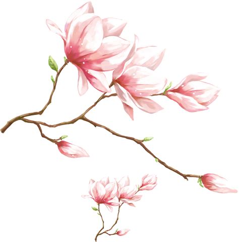 Magnolia flower png, Magnolia flower png Transparent FREE for download ...