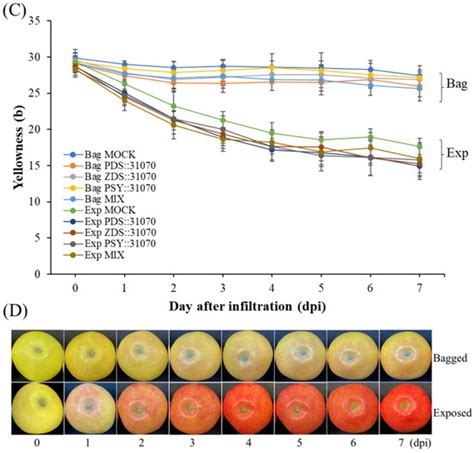 Ijms Free Full Text Light Induces Carotenoid Biosynthesis Related