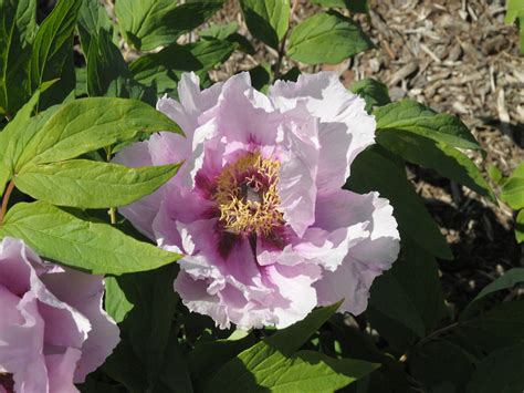 Seed Grown Tree Peony 2024 244 Cricket Hill Garden