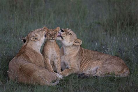 Peoples Choice Wildlife Photographer Of The Year The Atlantic