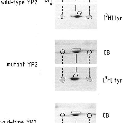 Inhibition Of Tyrosine Sulfation Of Drosophila Yp By Either